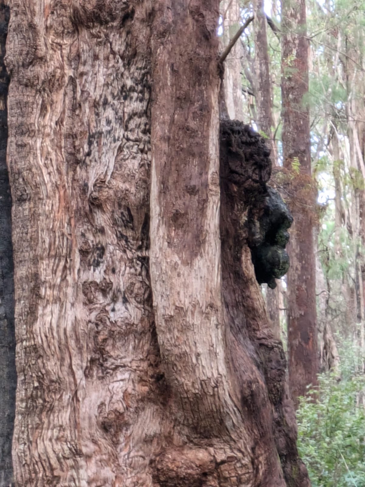 I felt the tree as Mother Nature