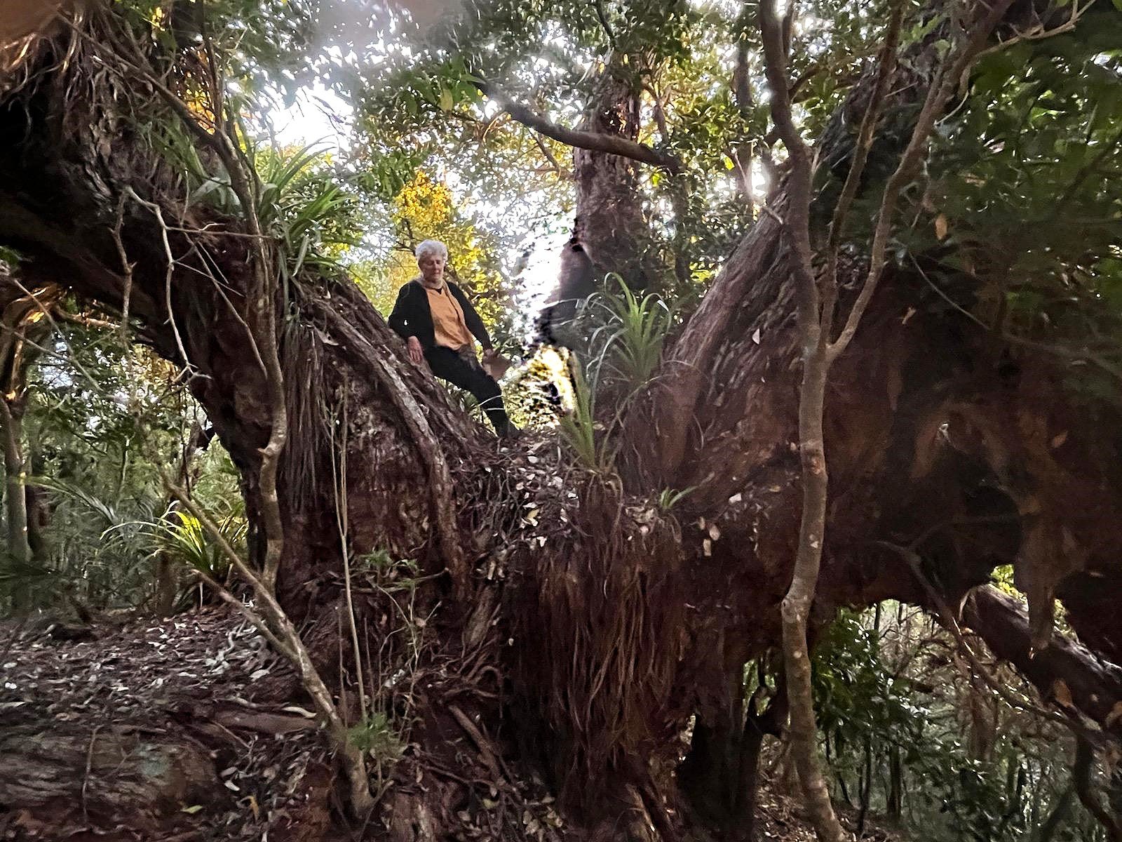 The Wide Arms of the Tree