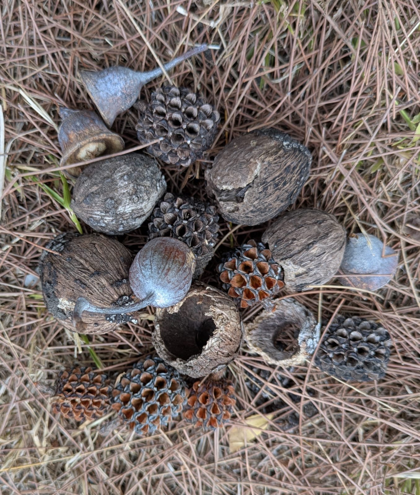 An old broken bird’s egg