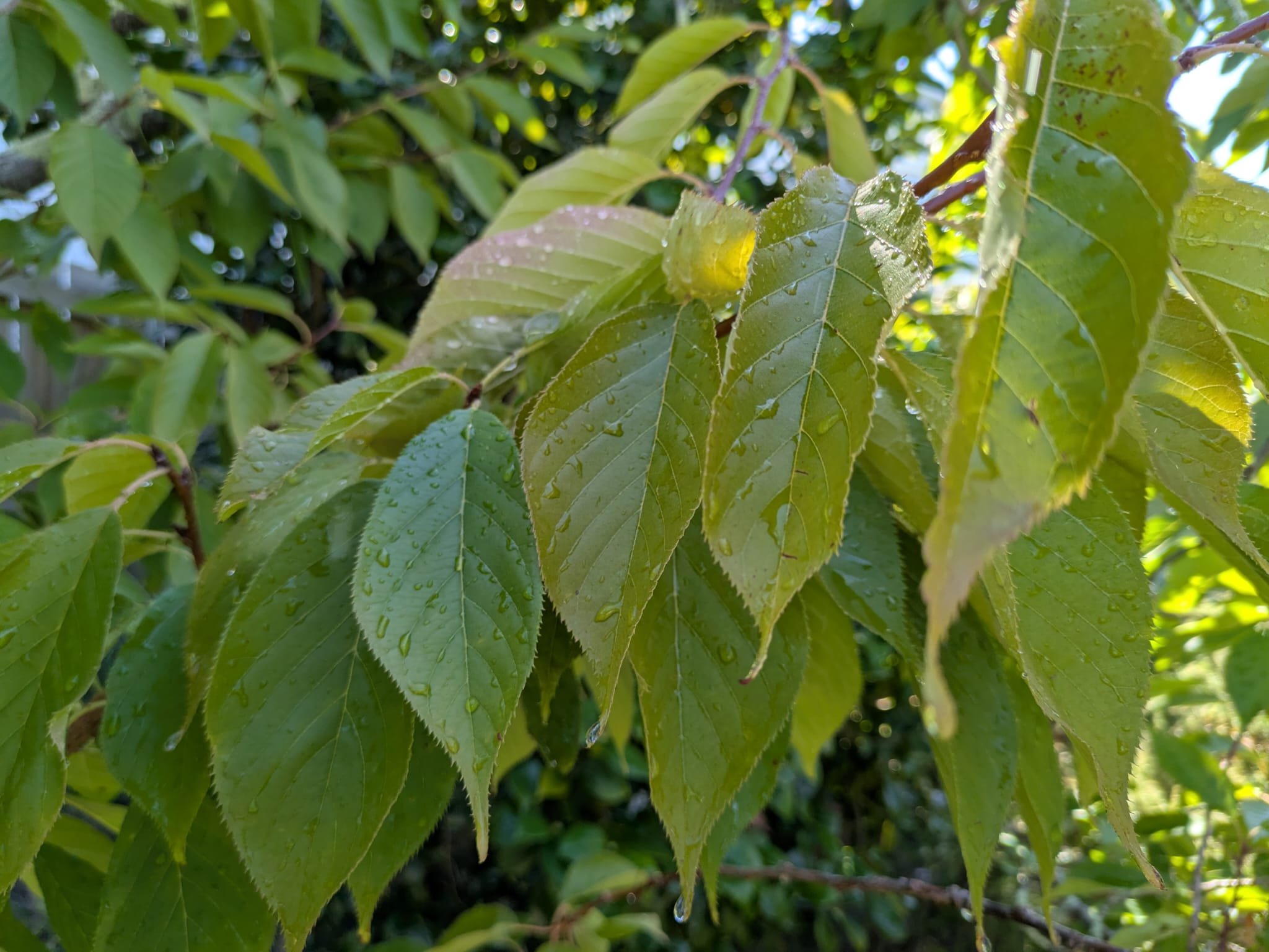 Like freshly hung washing