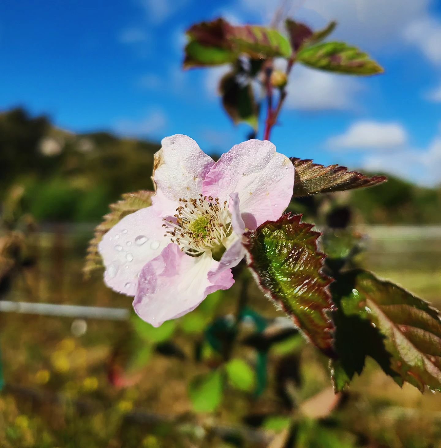 Our first official flower of the 2024 season!! 

We are so close to @theblackberryfields being a field of flowers, dappled in pink &amp; white! 

We hope y'all have a beautiful week, hopefully as beautiful as this flower🌸

Make sure to tell all your