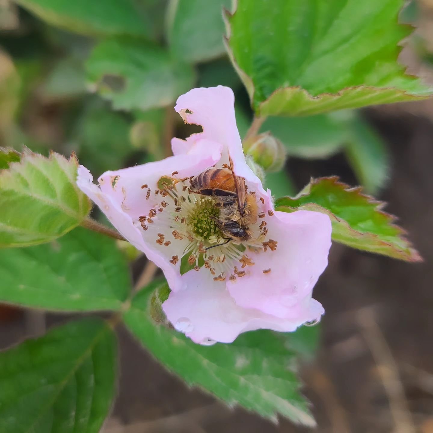 Found this bee snoozin' on a blackberry flower this morning! 

So many flowers are showing their pretty colors &amp; we are all for it! We have A LOT of flowers &amp; I predict we will have more fruit than we initially anticipated! 

All that means w