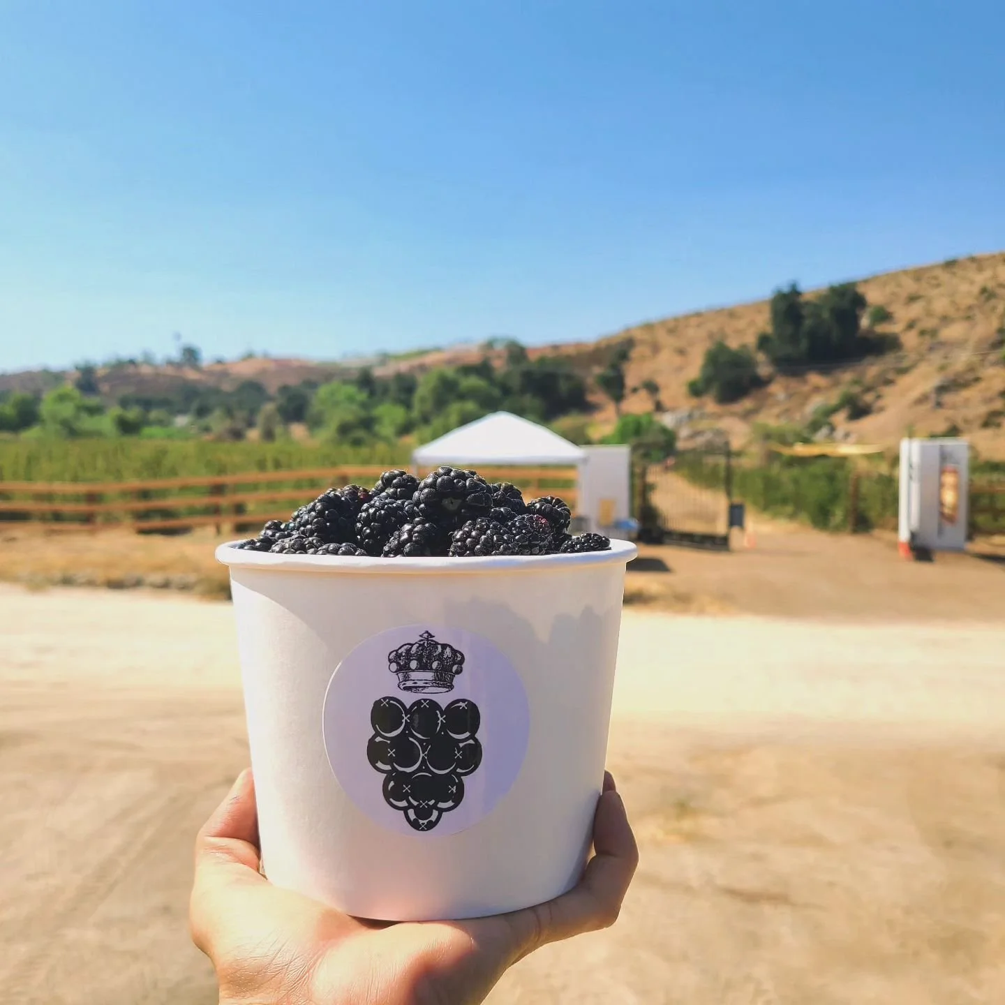 Our plants are loaded with delicious berries! 

I lifted up some branches this morning and some of the biggest berries I've come across are hidden in the middle of the plants so make sure to move the branches around to find those hidden treasures!

O