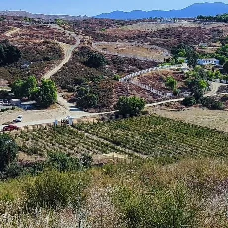 It is going to be very hot for the next two days so PLEASE:

bring water &amp; wear hats💧🧢

Parallel park along our farm fence on Geisbauer Road🚙🛻

Come early to beat the heat☀️

See y'all soon from 8 am to noon everyday🖤

#theblackberryfields #