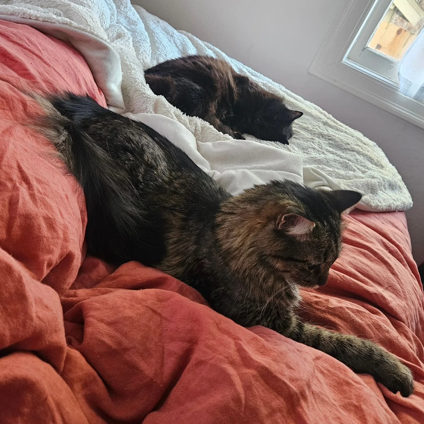Mood: So tired. And cats are better than people.