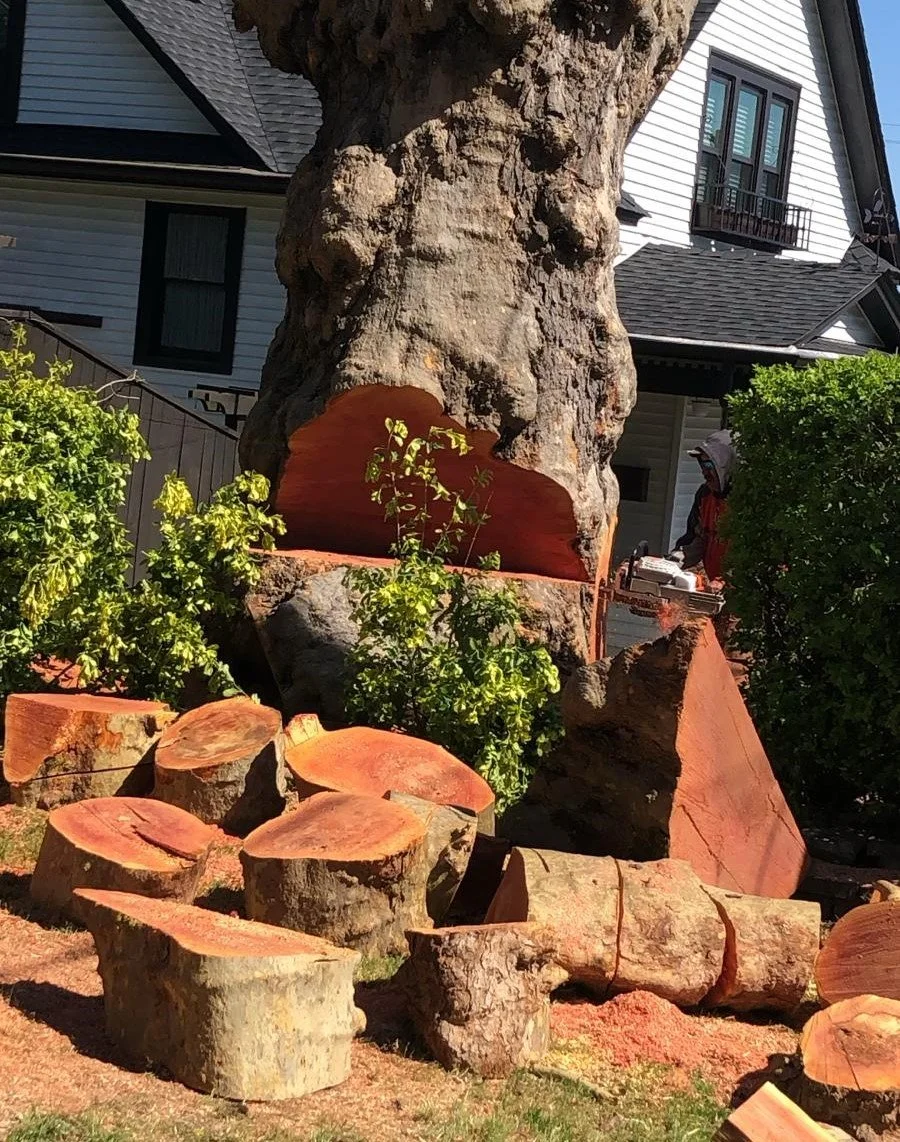 solorios landscape llc tree cut1.jpg