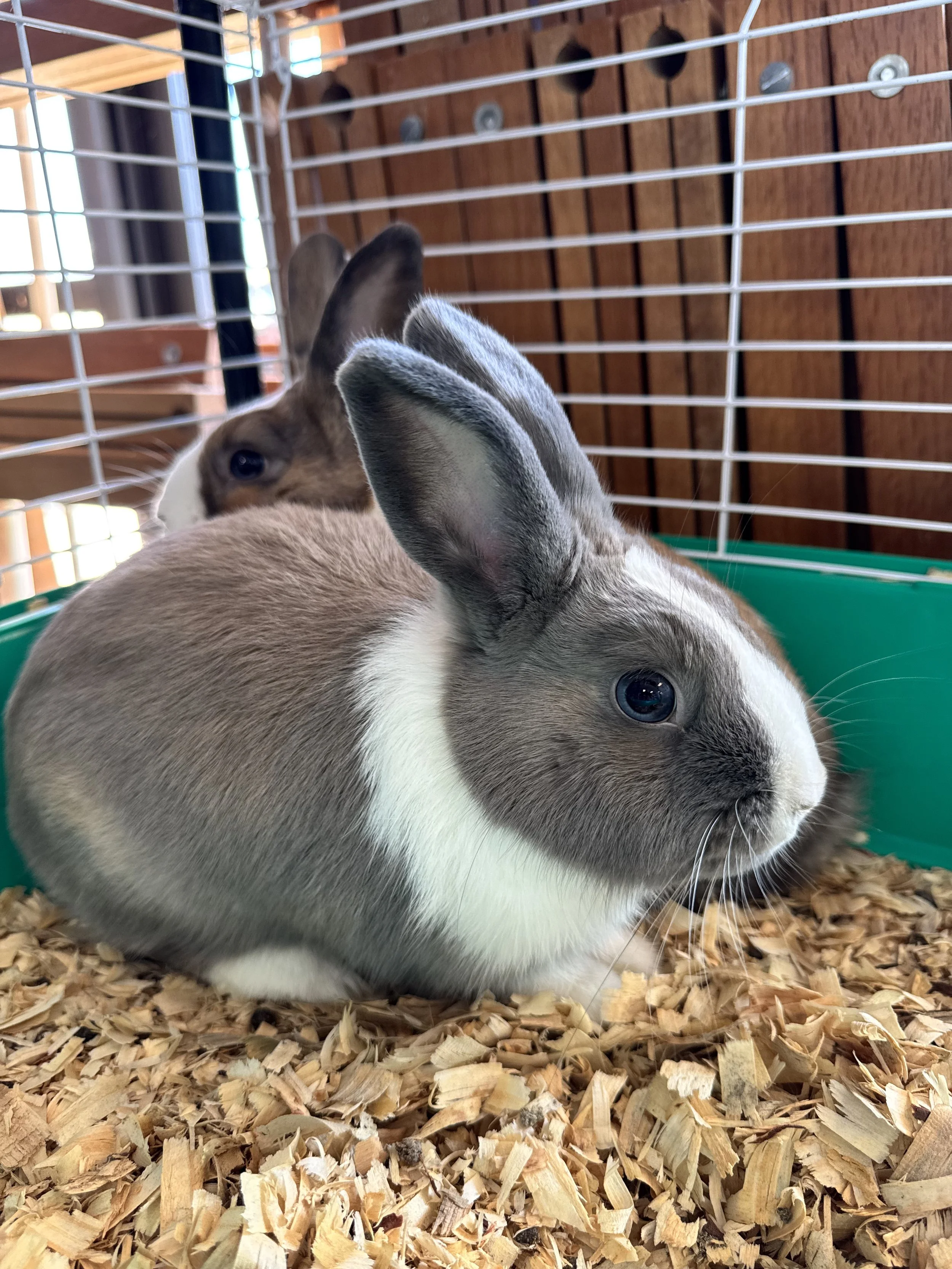 Bunny