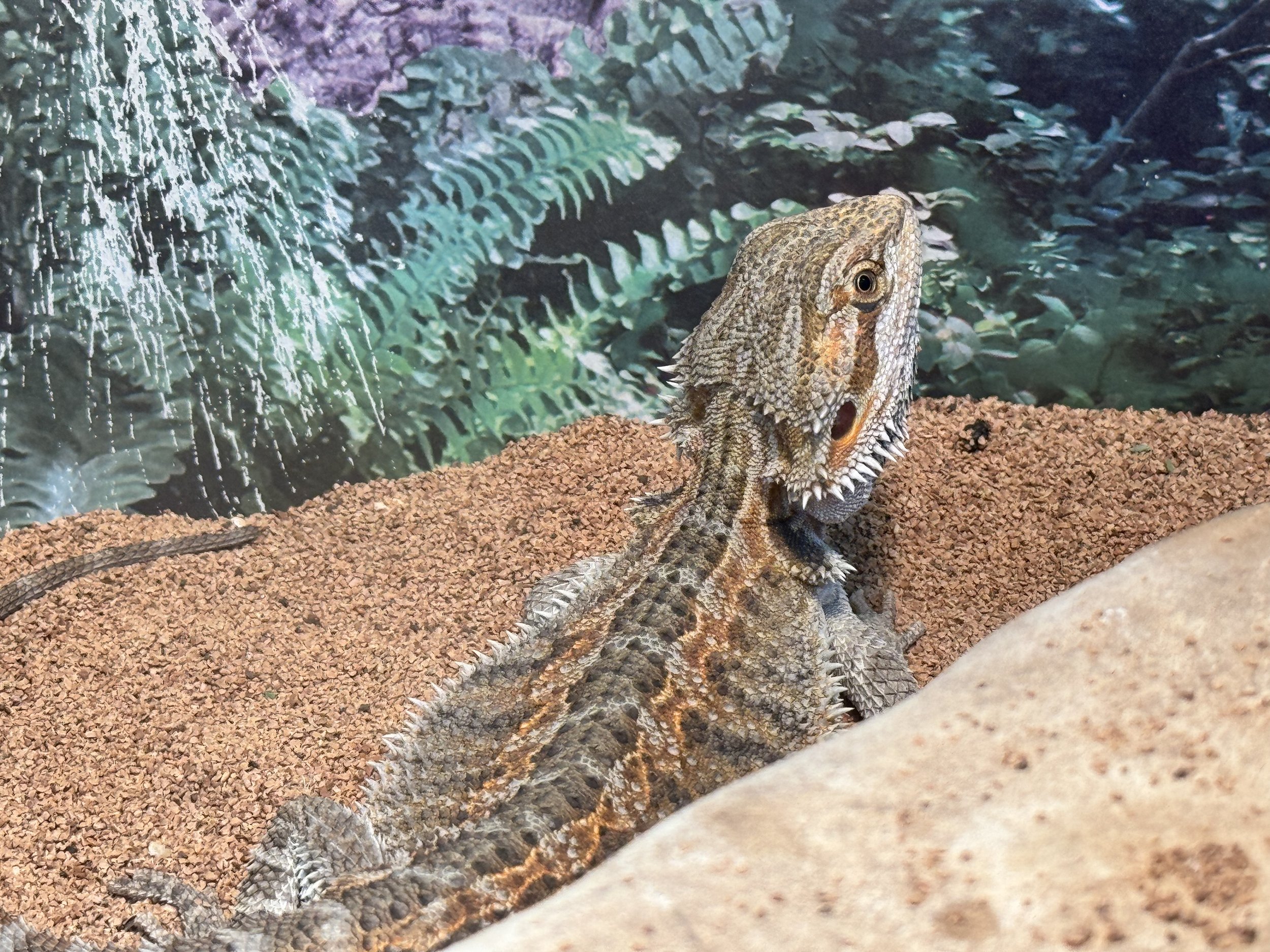Bearded Dragon