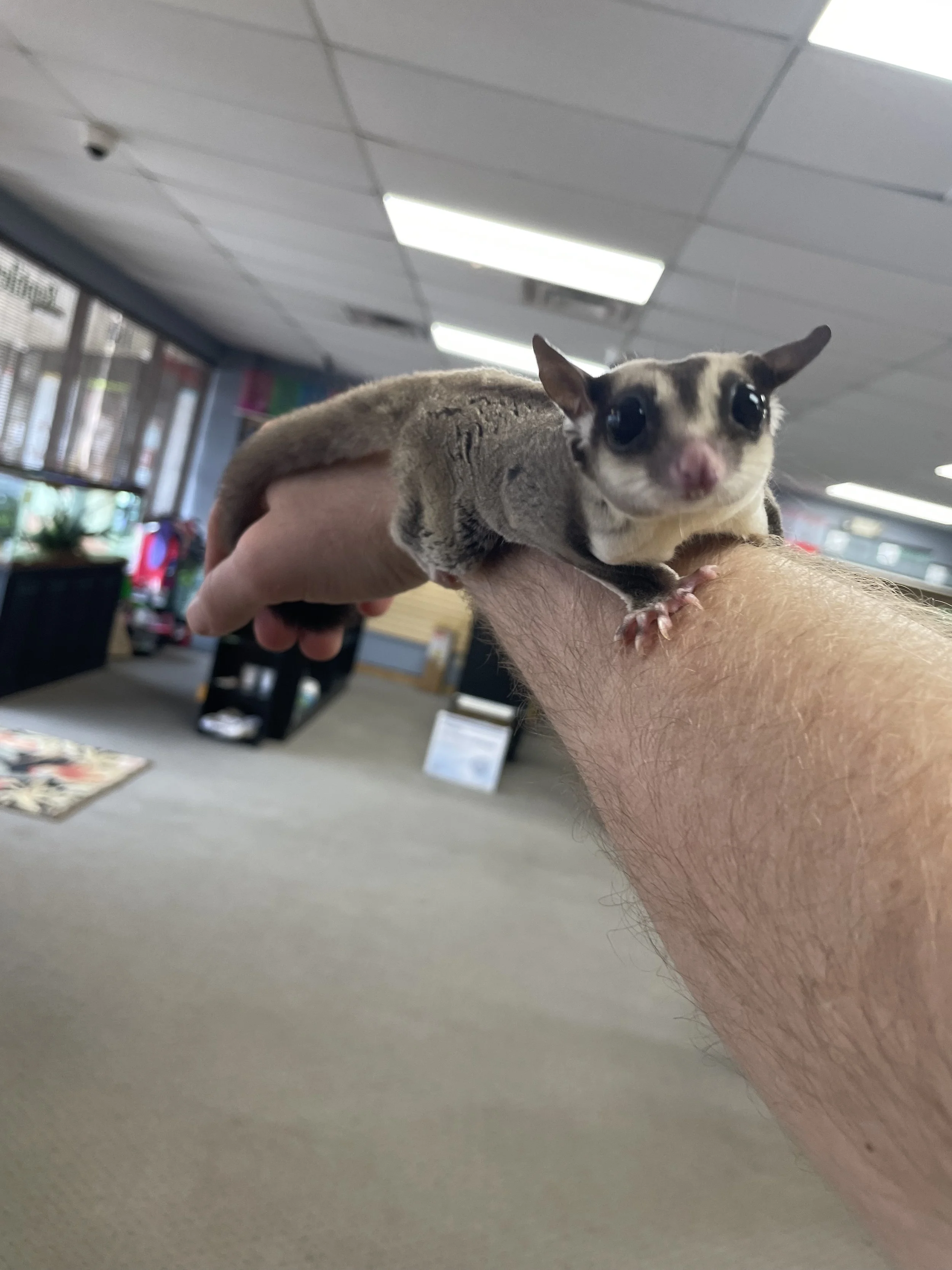 Sugar Gliders
