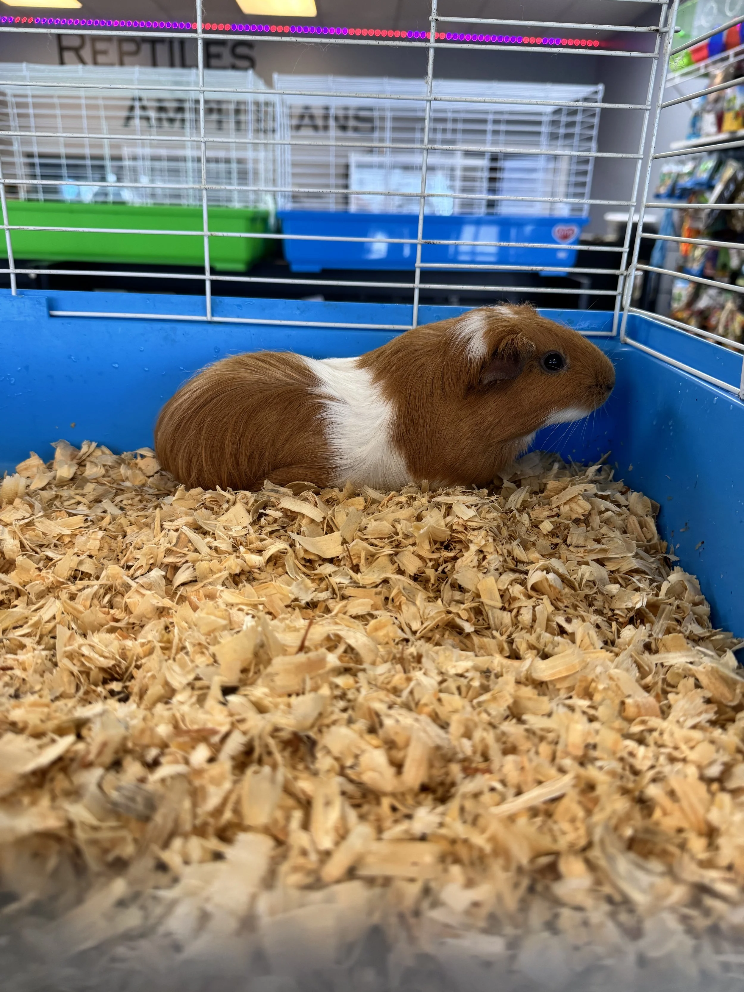 Guinea Pig