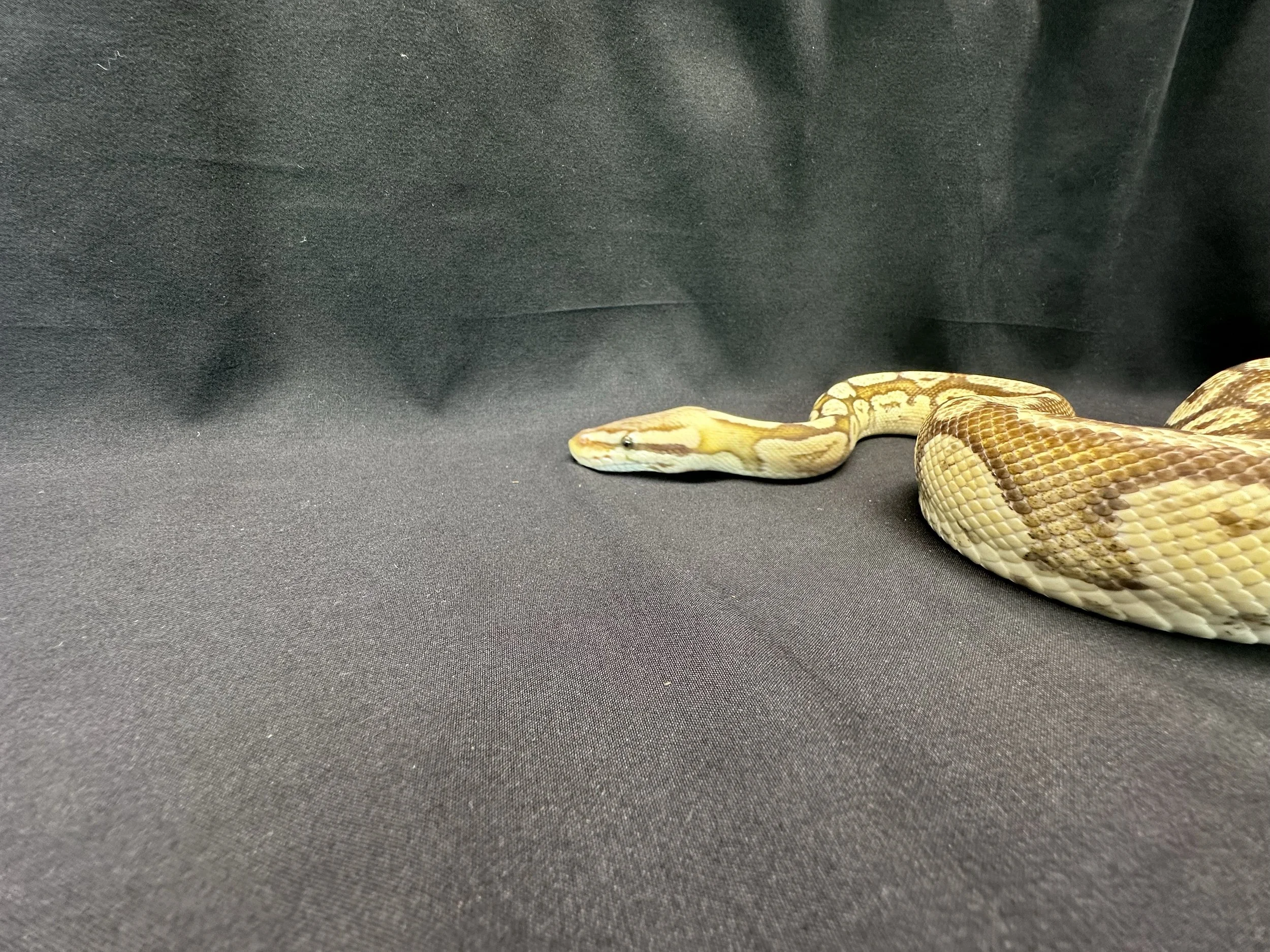 Firefly Ball Python