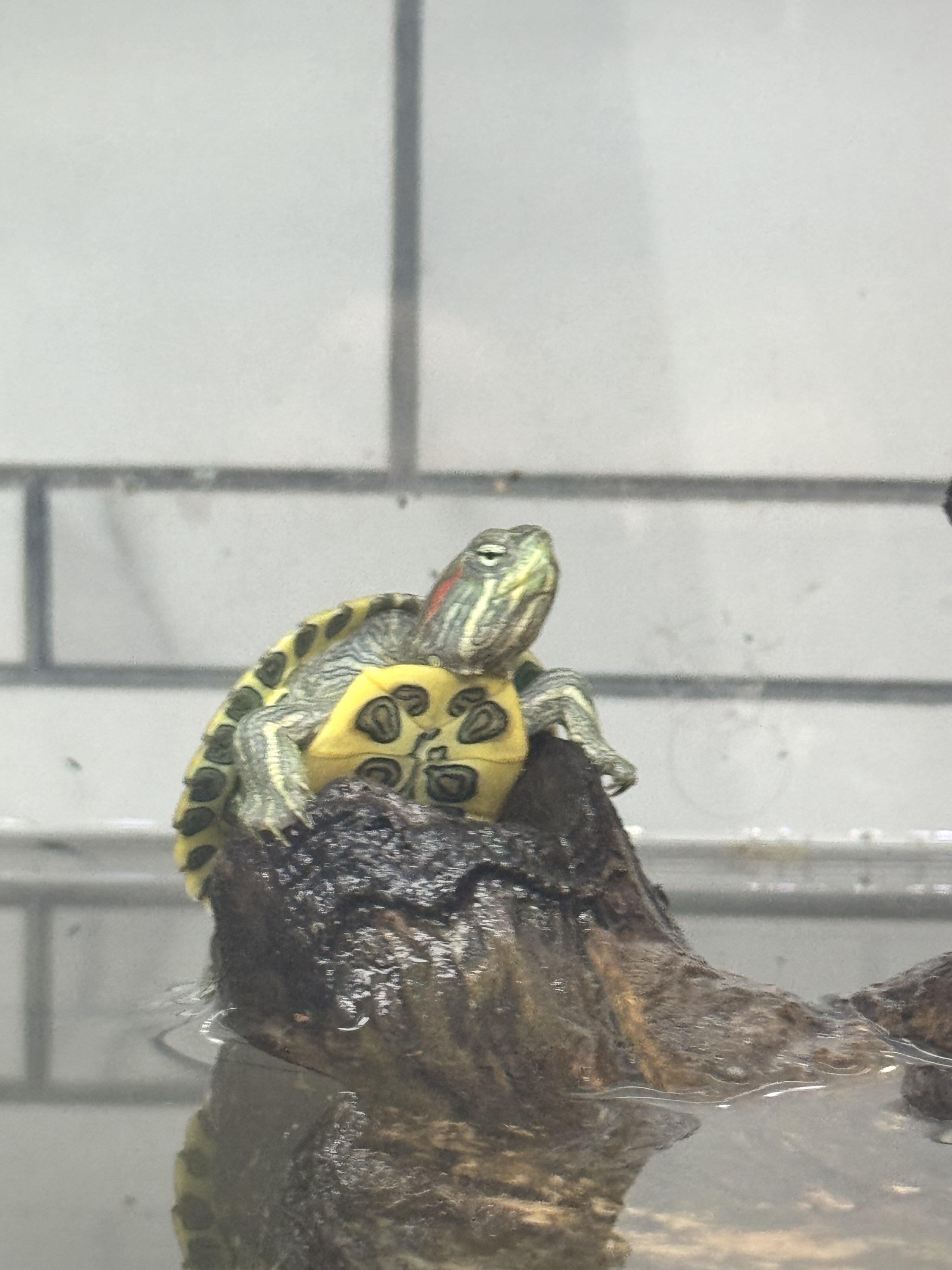Red Ear Slider Turtle