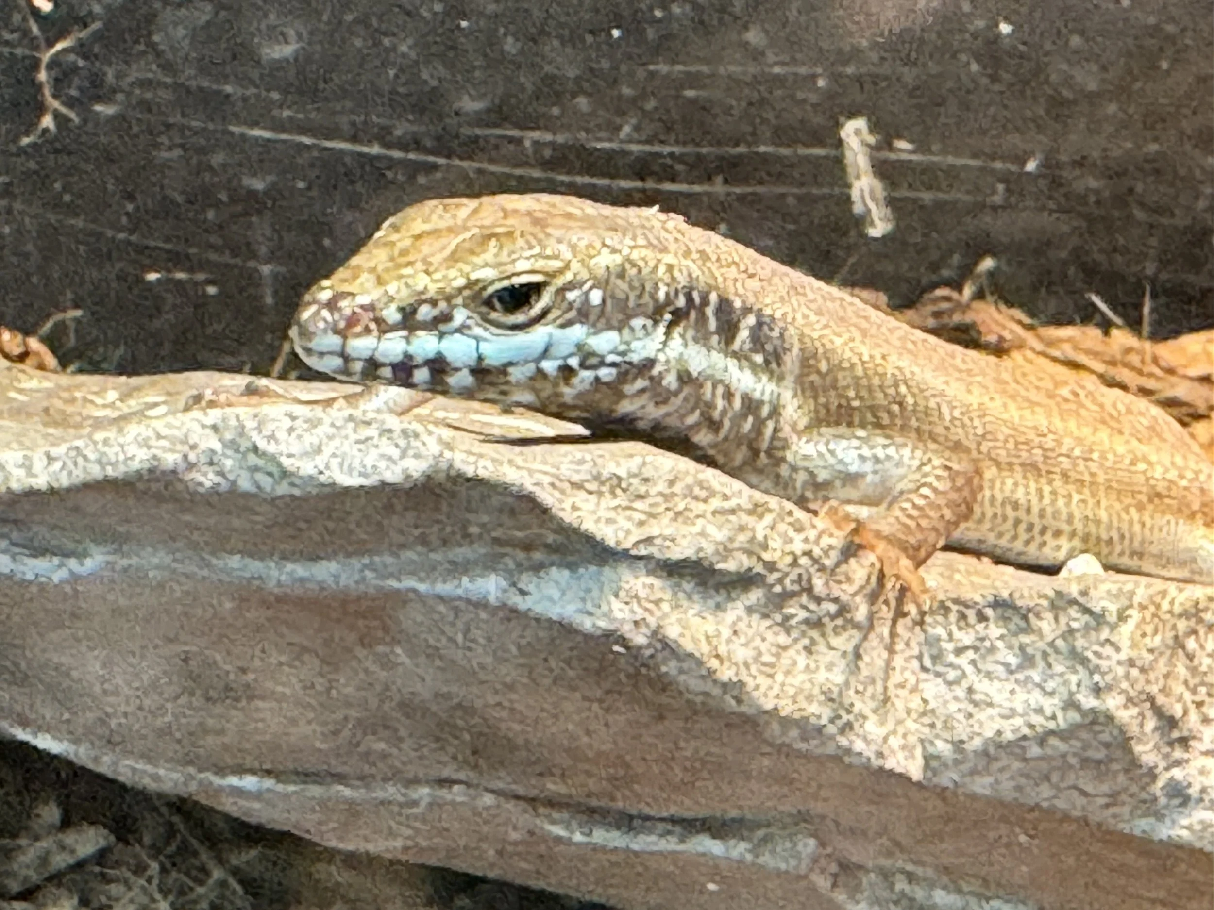 Rainbow Skink
