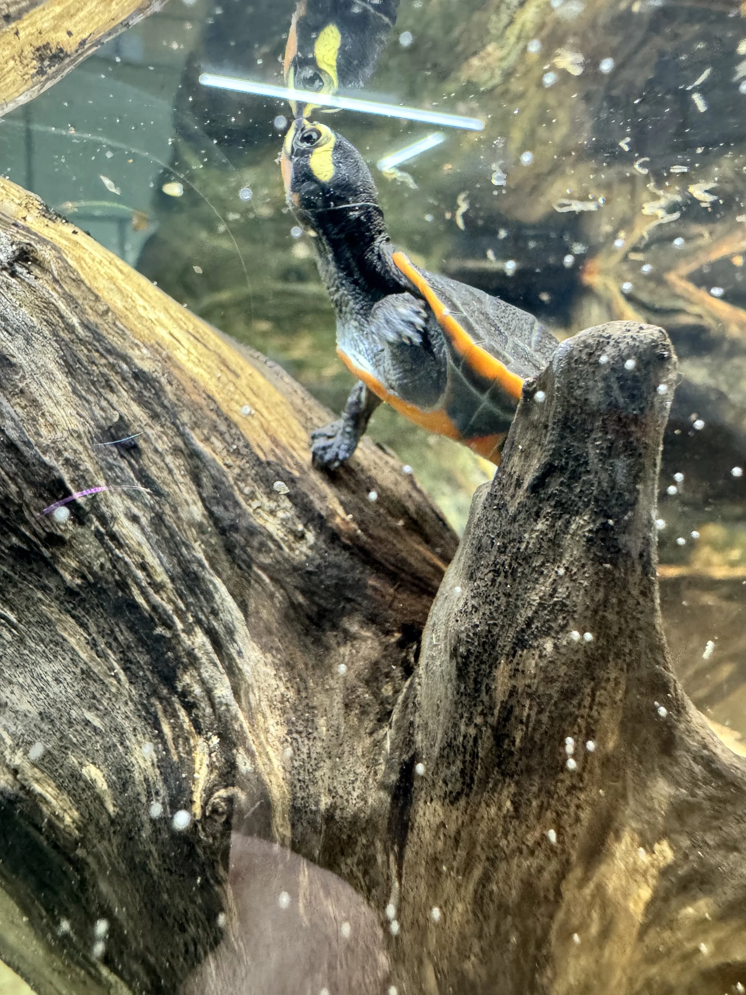 Pink Belly Malaysian Side Neck Turtle