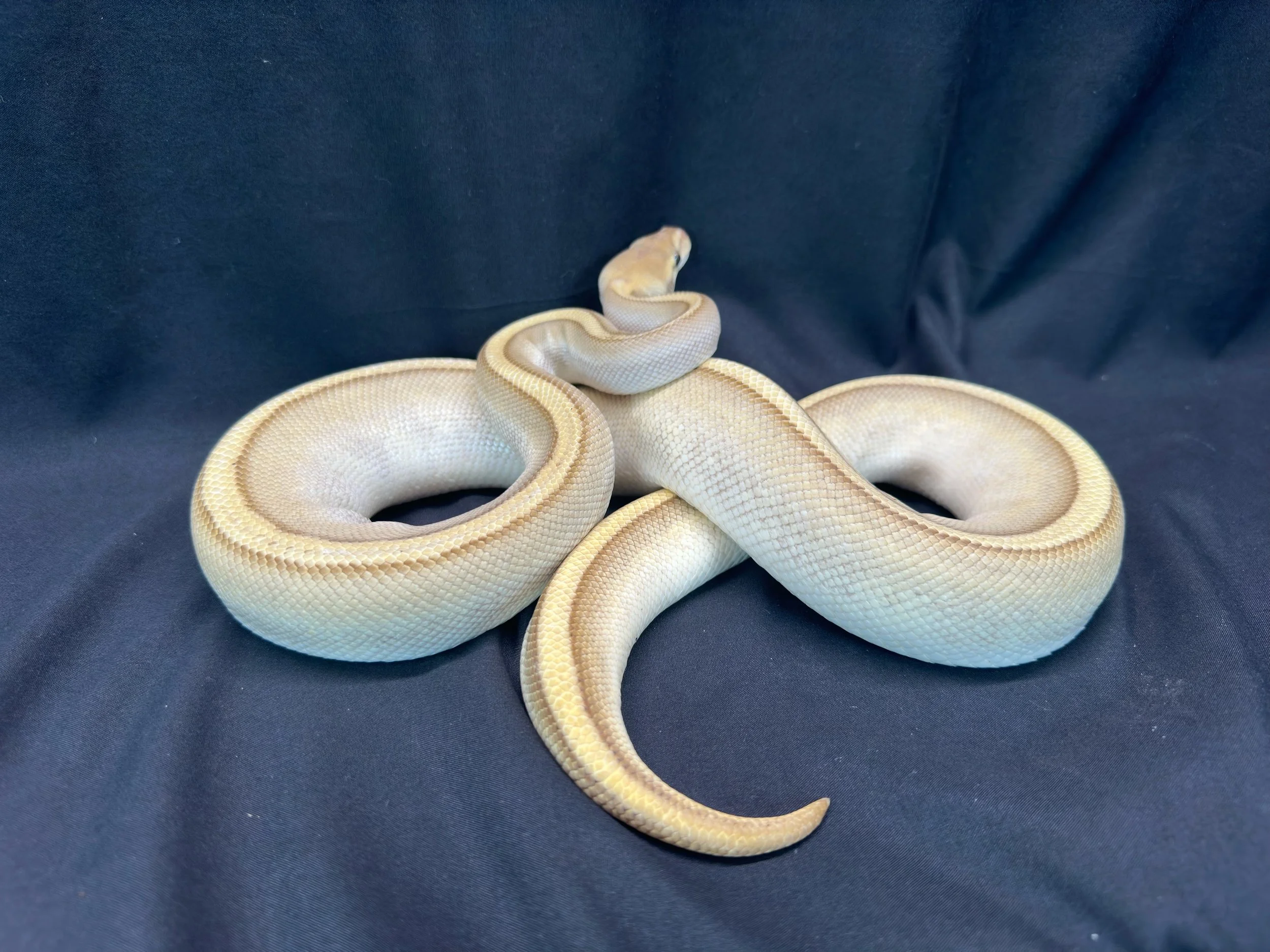 Butter G-Stripe Ball Python