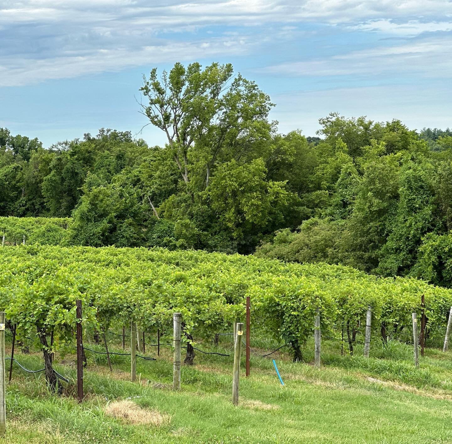 Corn, soybeans, cattle, hogs, turkeys &amp; #muscadinegrapes that&rsquo;s what Missouri is known for! #missouririver #missourivineyard #backroadvineyard #aquariedtaste