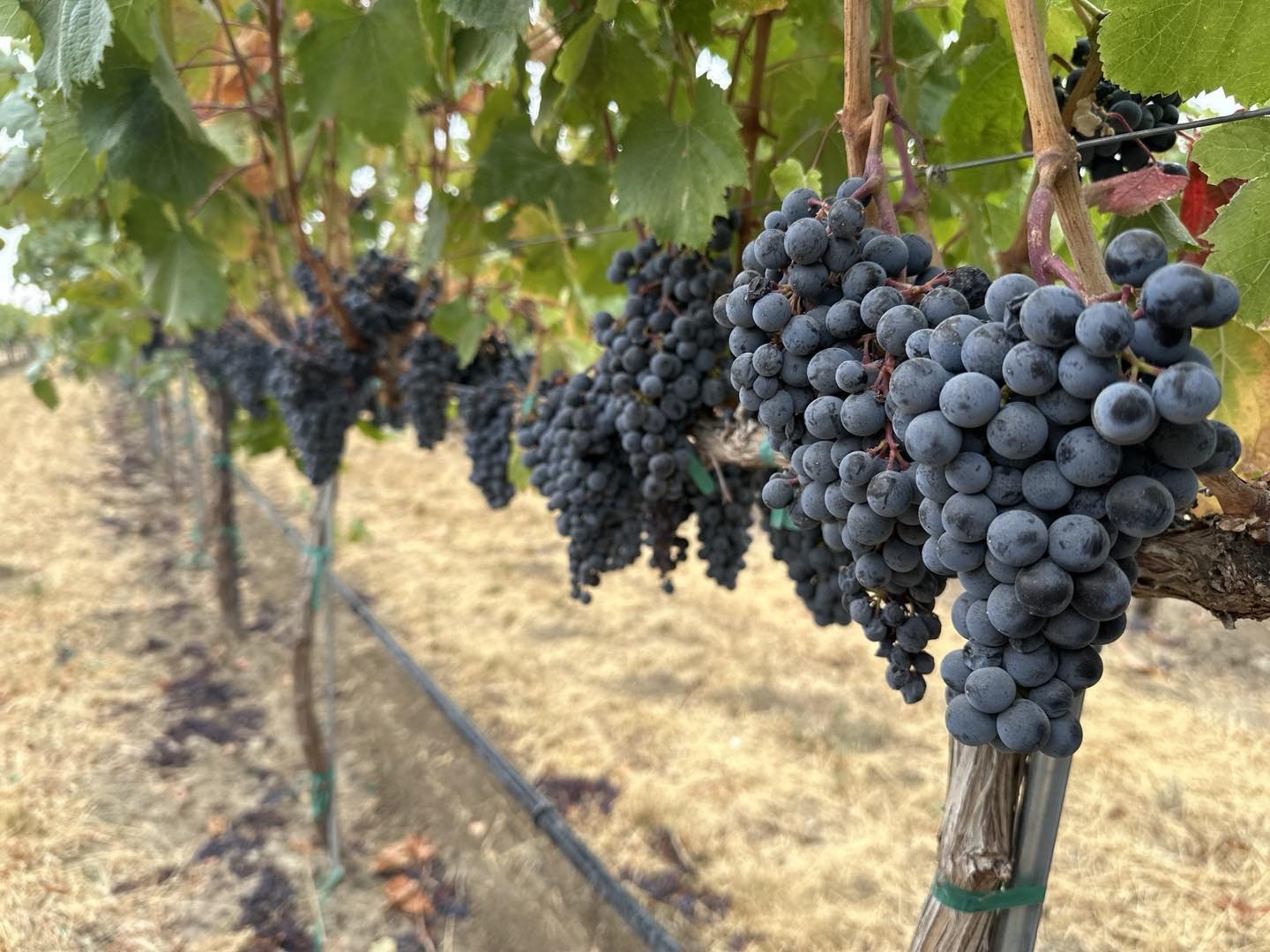 Juicy Malbec is being picked today!
#whitebluffsava #malbec #wafruit #wagrapes #backroadvineyard #Wisconsinorbust