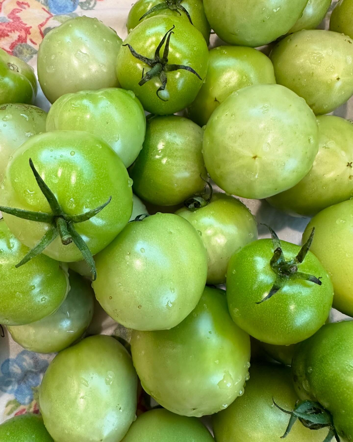 Did some say #friedgreentomatoes today!!!
#cookingforfamilyislove❤️ #scrumptious #backyardfarmer