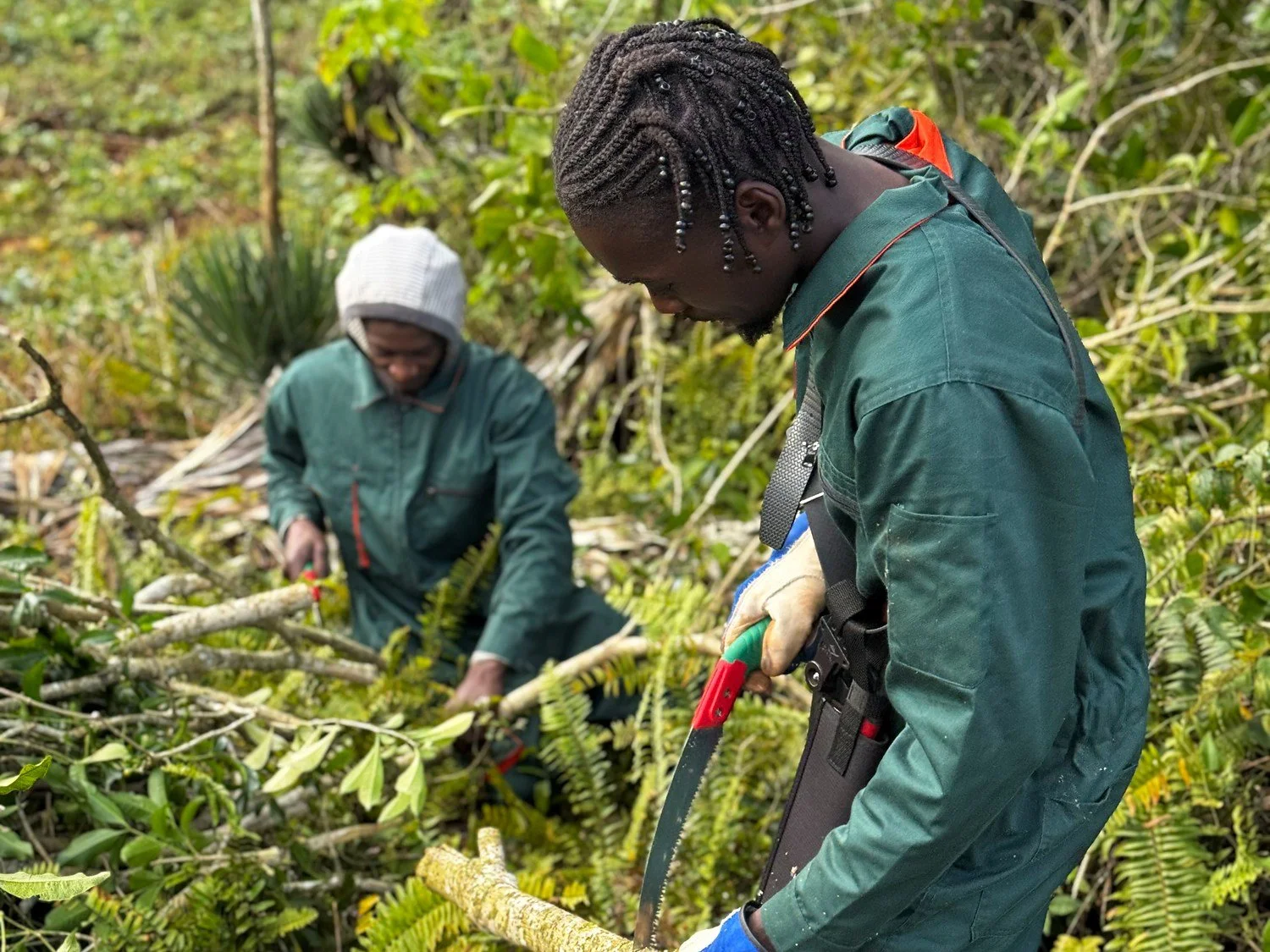 Two people working with pruned branches in the field.