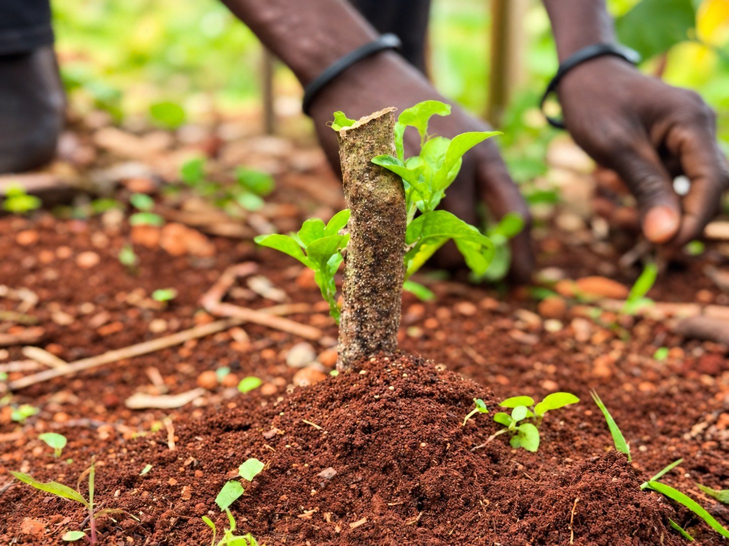AI-refined still of hands tending the soil around a young tree.