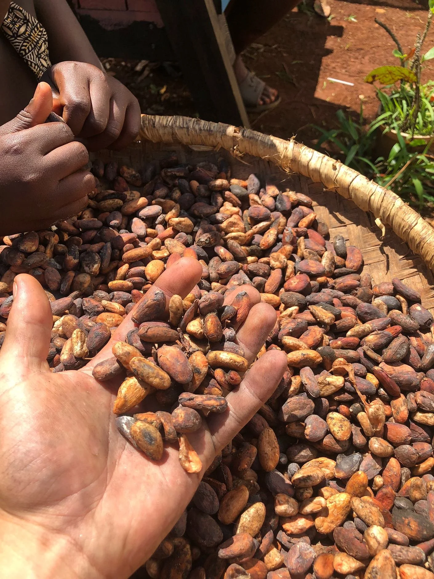 Hands working with cacao seeds in a basket.