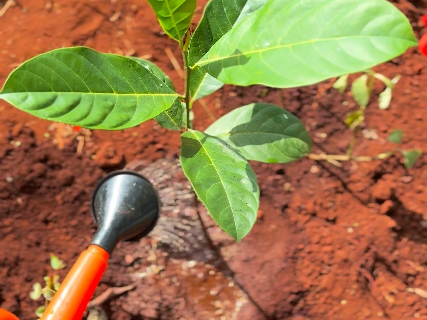 Watering a young tree with a watering can.