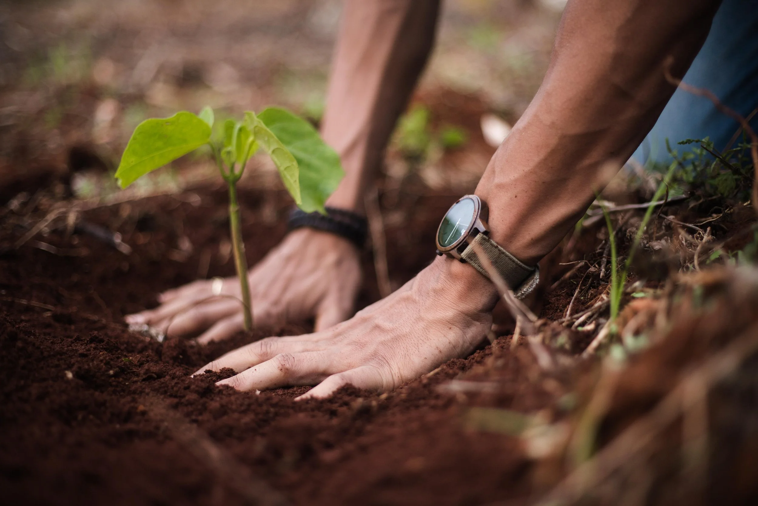 Hands in the Soil