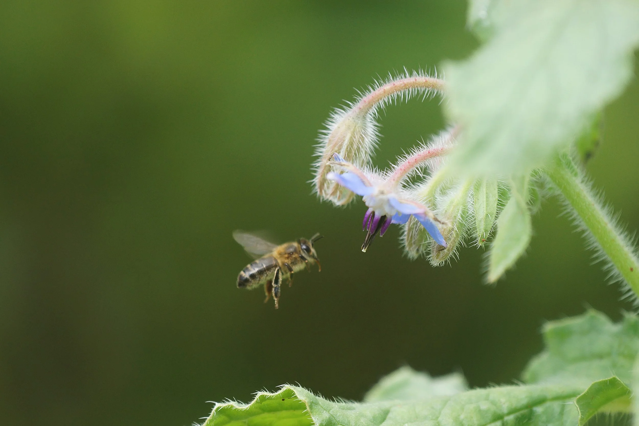 Plants, Pollinators, and Balance