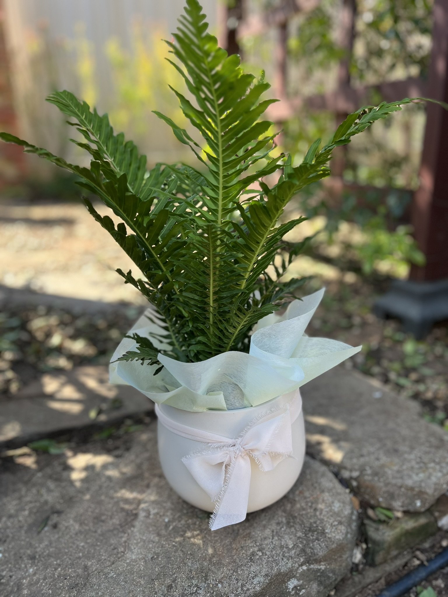 cream planter potted_pot luck.JPEG