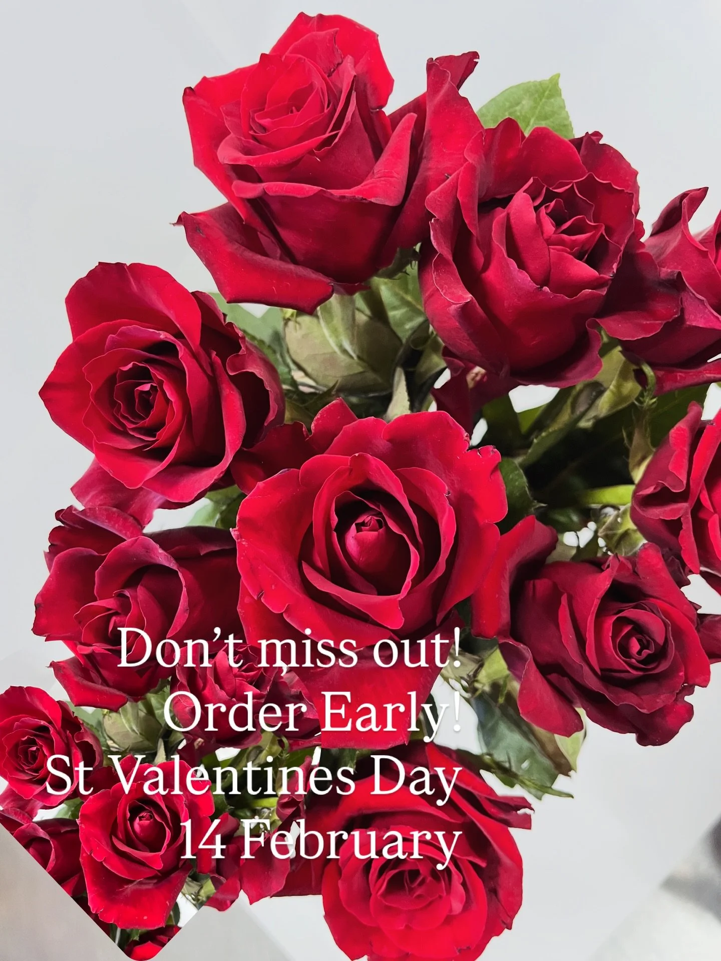 🌹💖 Love is in the air, and Valentine&rsquo;s Day is just **13 days away**! Don&rsquo;t wait until the last minute to express your feelings. Order your stunning roses now to ensure your special someone feels the love! 🌹✨

#ValentinesDay #Roses #Lov