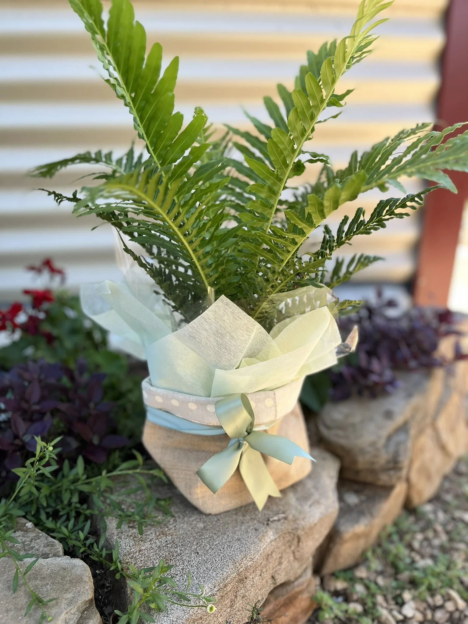 Potted Plant in Jute Bag (2).JPEG