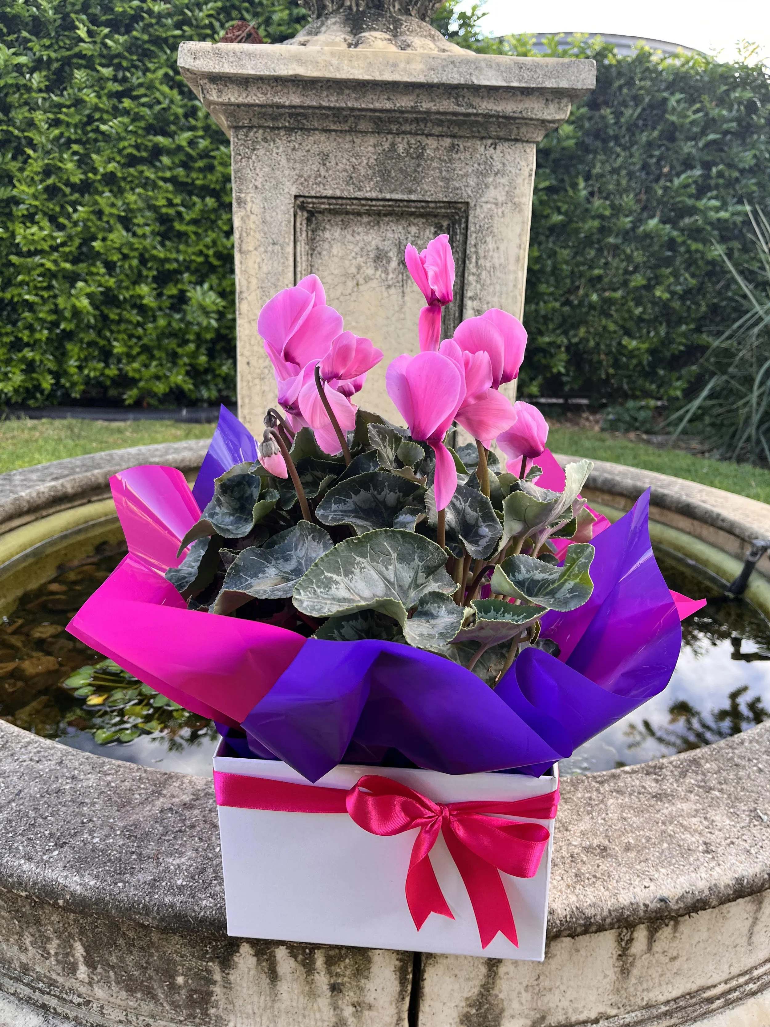 pink cyclamen potted gift boxed.jpg