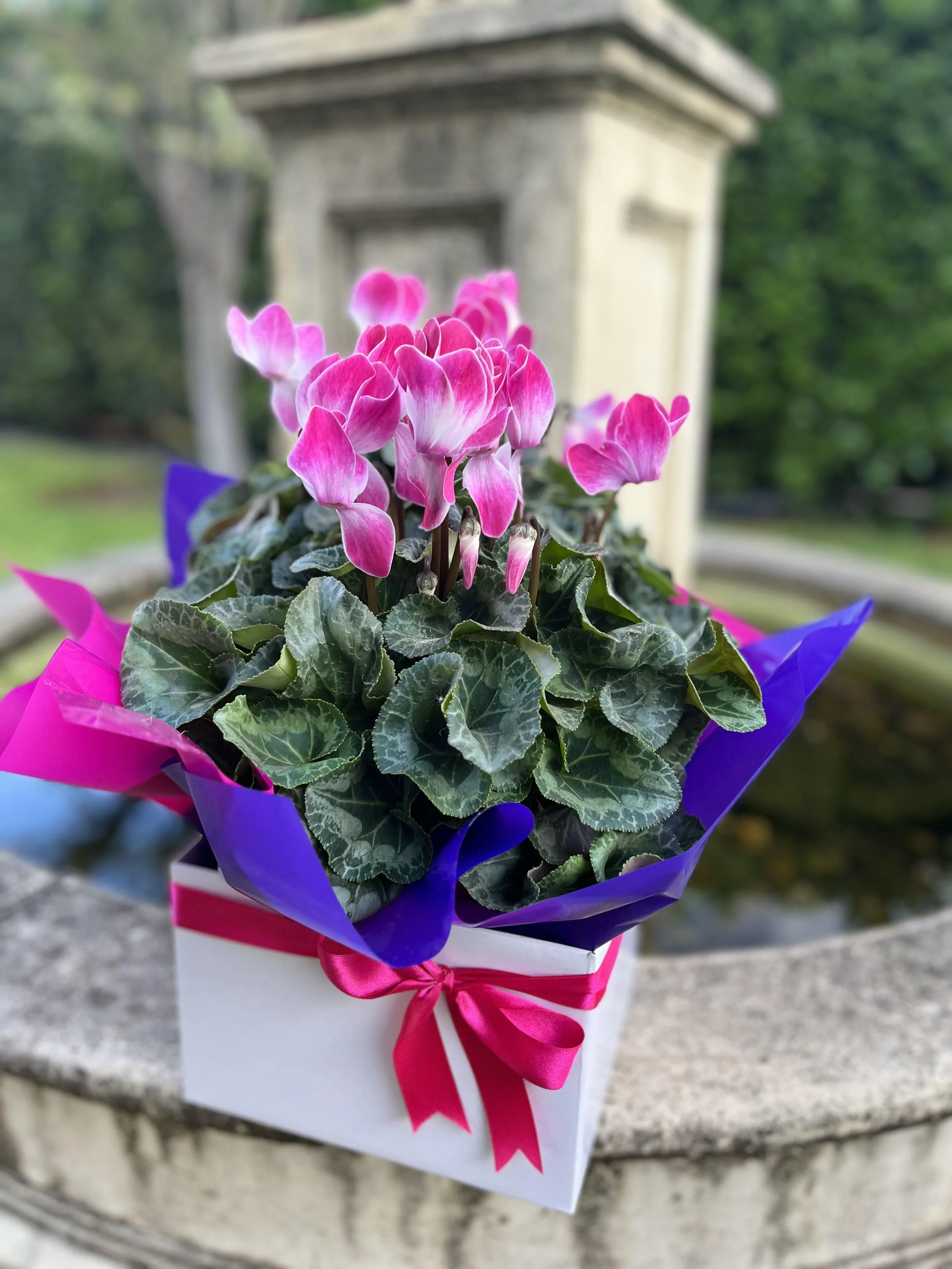 Mothers Day Gift Boxed Potted Cyclamen