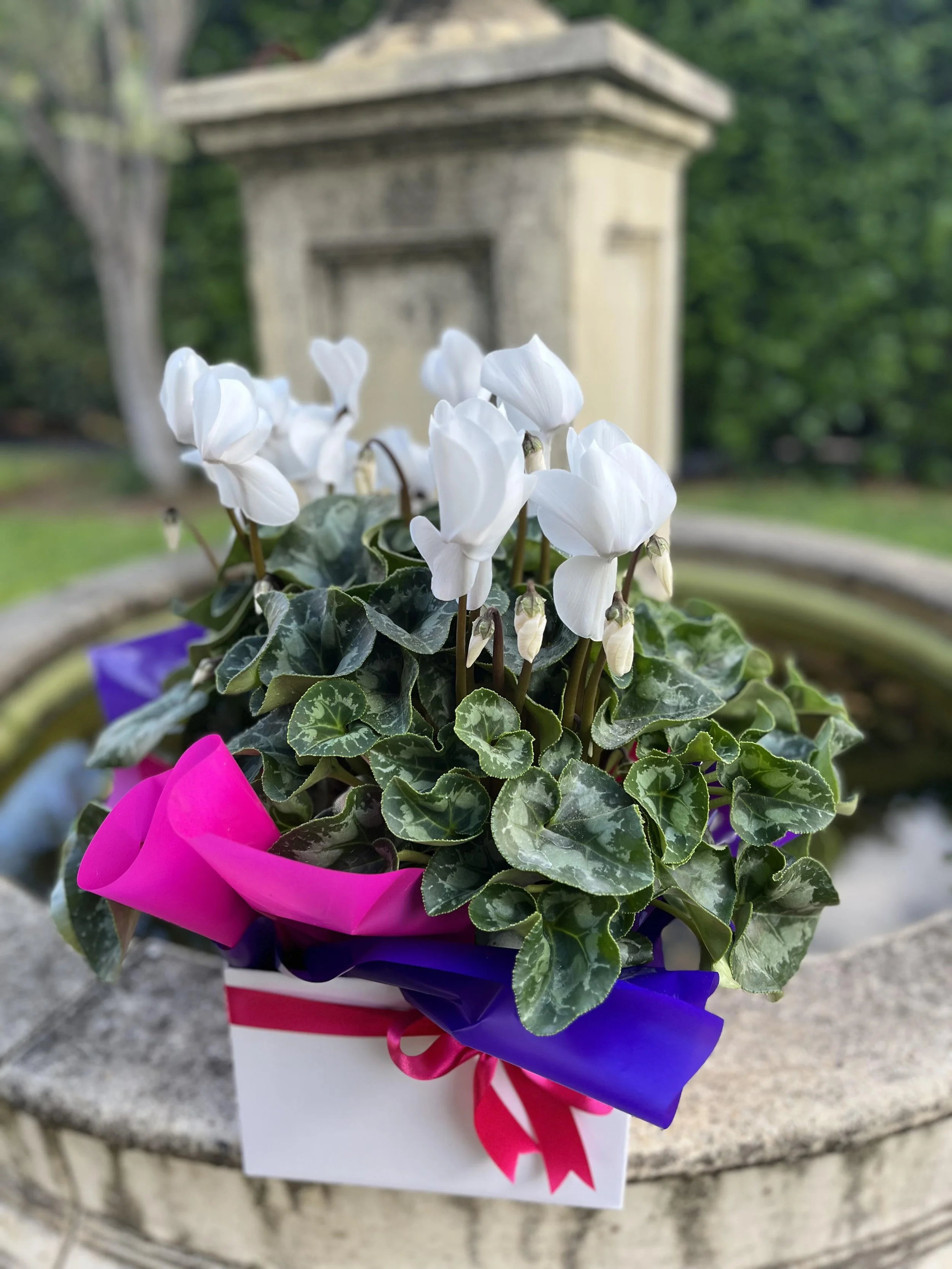 white potted cyclamen.jpg