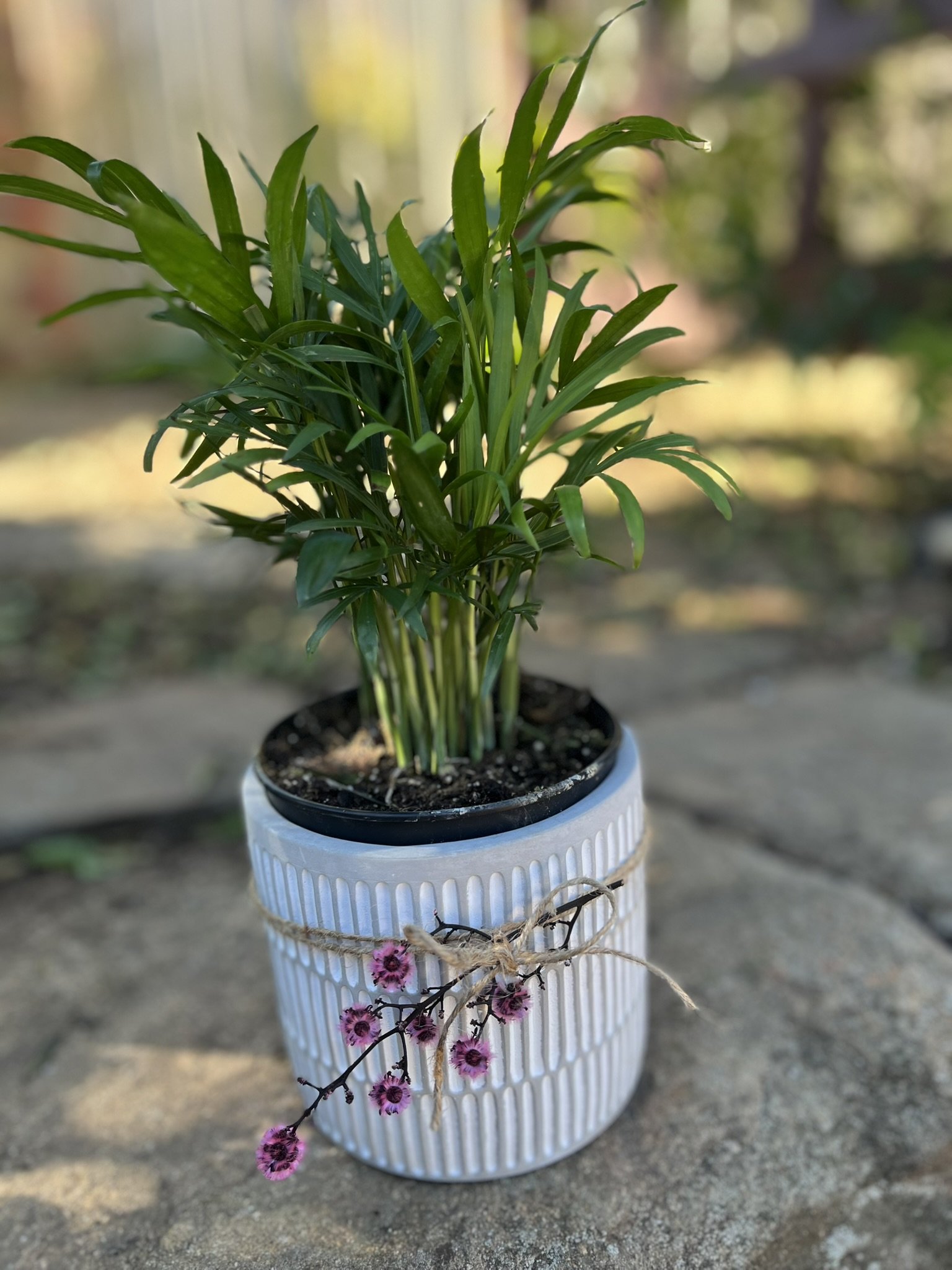ribbed potted planted _pot luck.JPEG