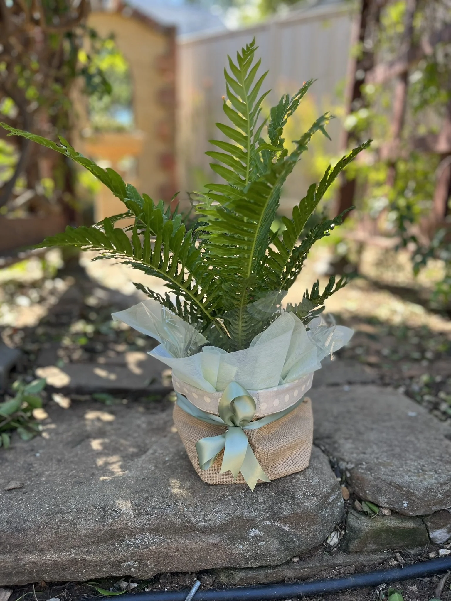 Potted Plant in Jute Bag.JPEG