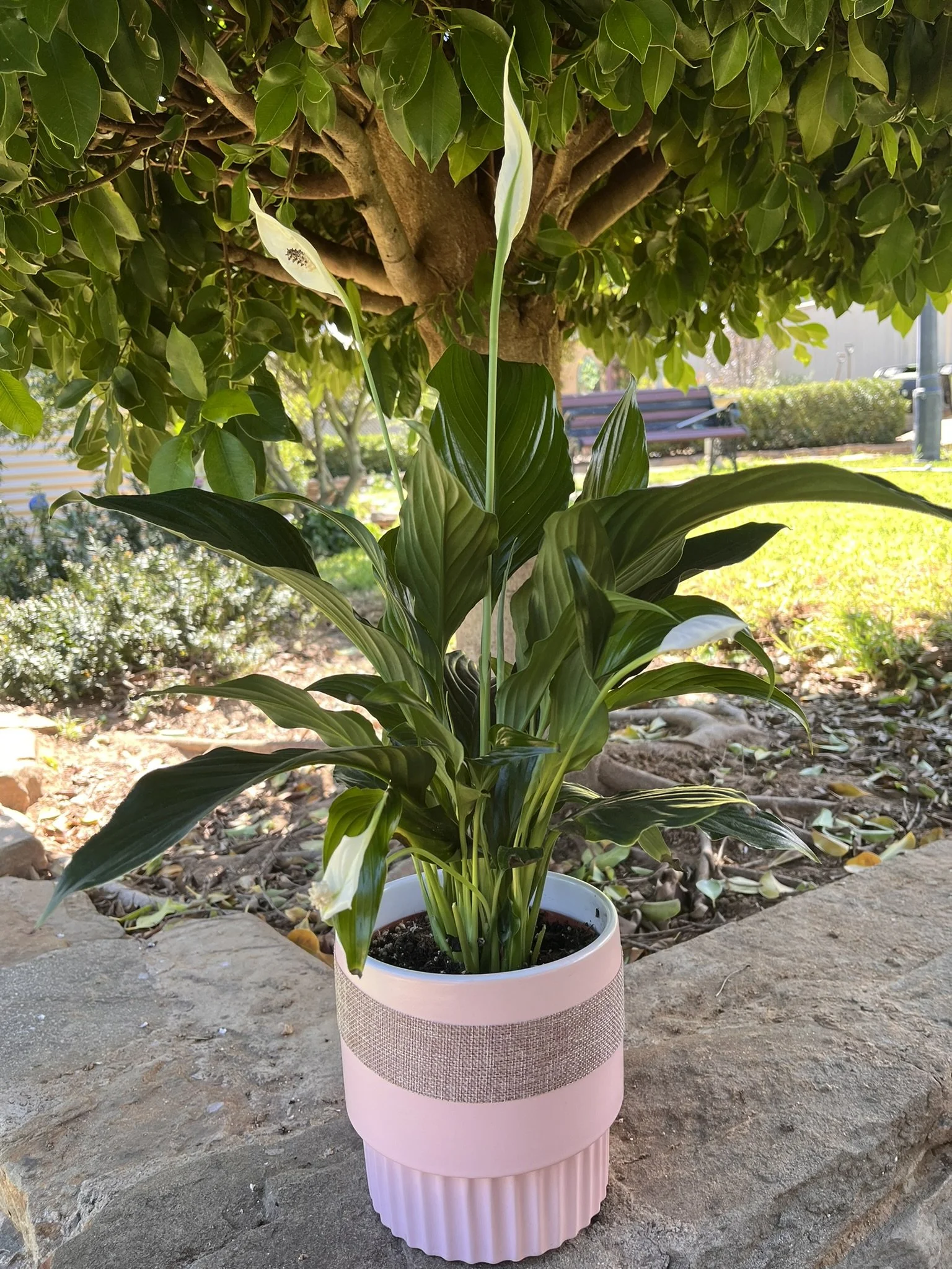 pink planter potted_pot luck.JPEG