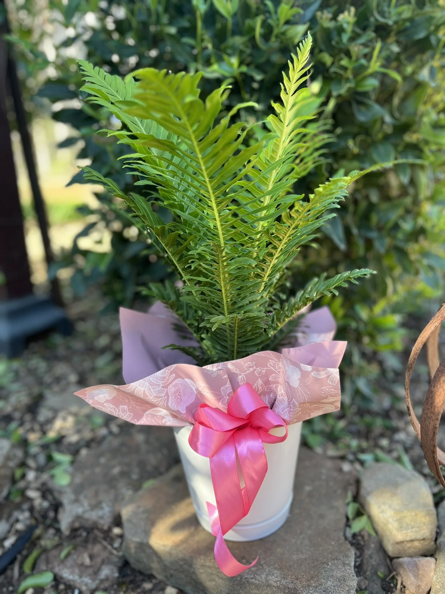 pink planter potted (2)-pot luck.JPEG
