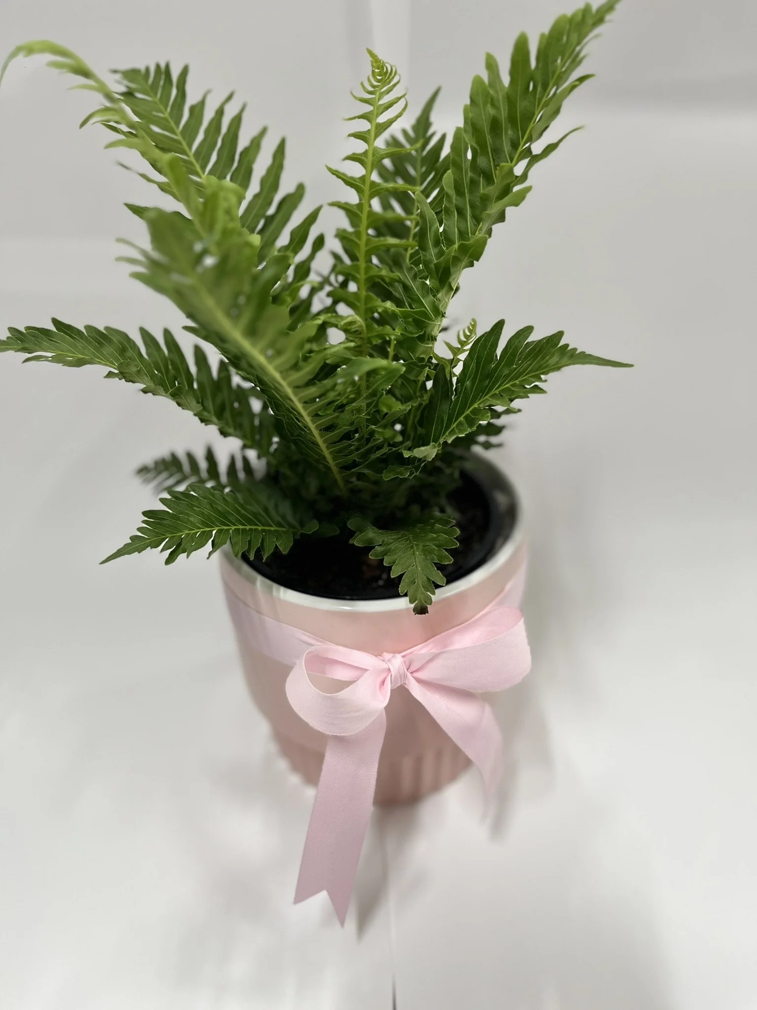 Ceramic Potted Plant