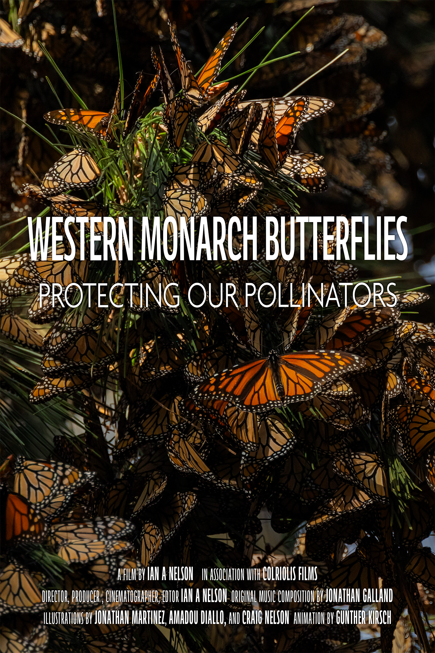 Poster for the documentary film 'Western Monarch Butterflies Protecting Our Pollinators' featuring a large cluster of monarch butterflies with orange and black wings on pine branches.