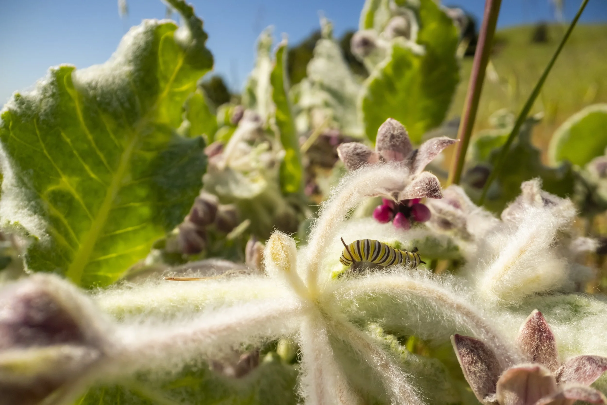 Close-up of fuzzy, white-leaved plant with pink flowers, green leaves, and a caterpillar on the white fuzz, with a blue sky in the background.