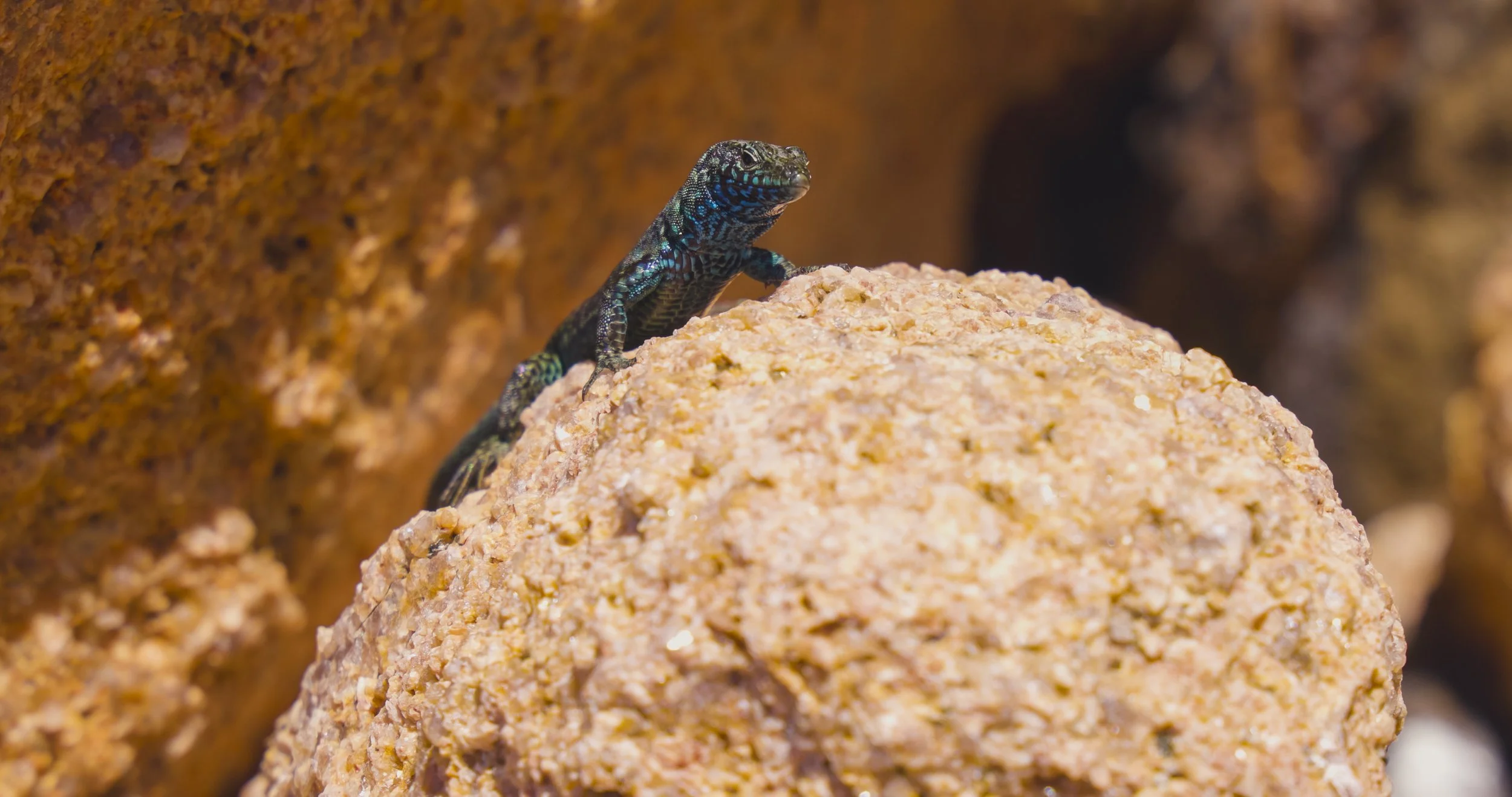 A small lizard with bright, iridescent blue and green markings on its body is perched on a large, rough-textured rock in a desert-like environment.