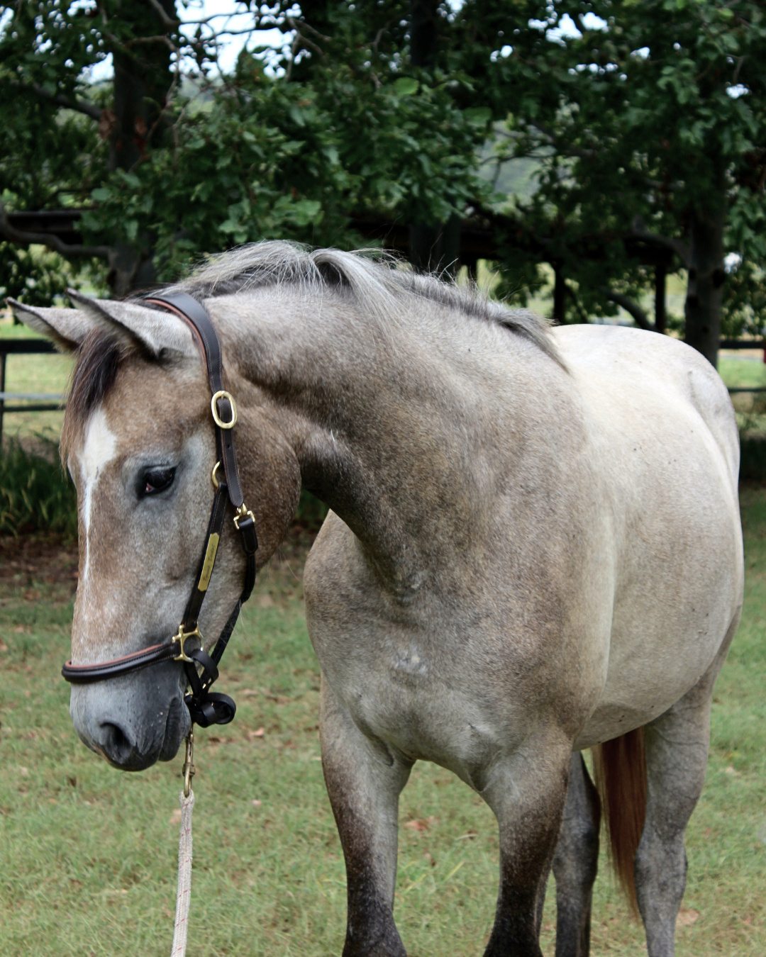 Stable Boy Social Posts (2).png