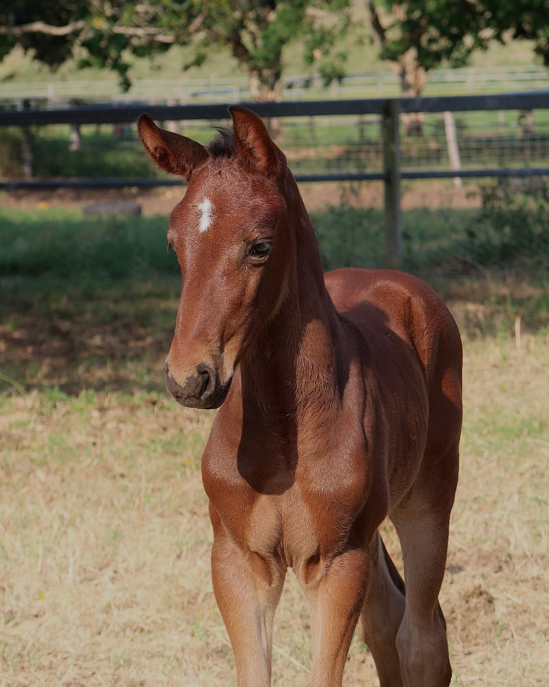 Stable Boy Social Posts (3).png