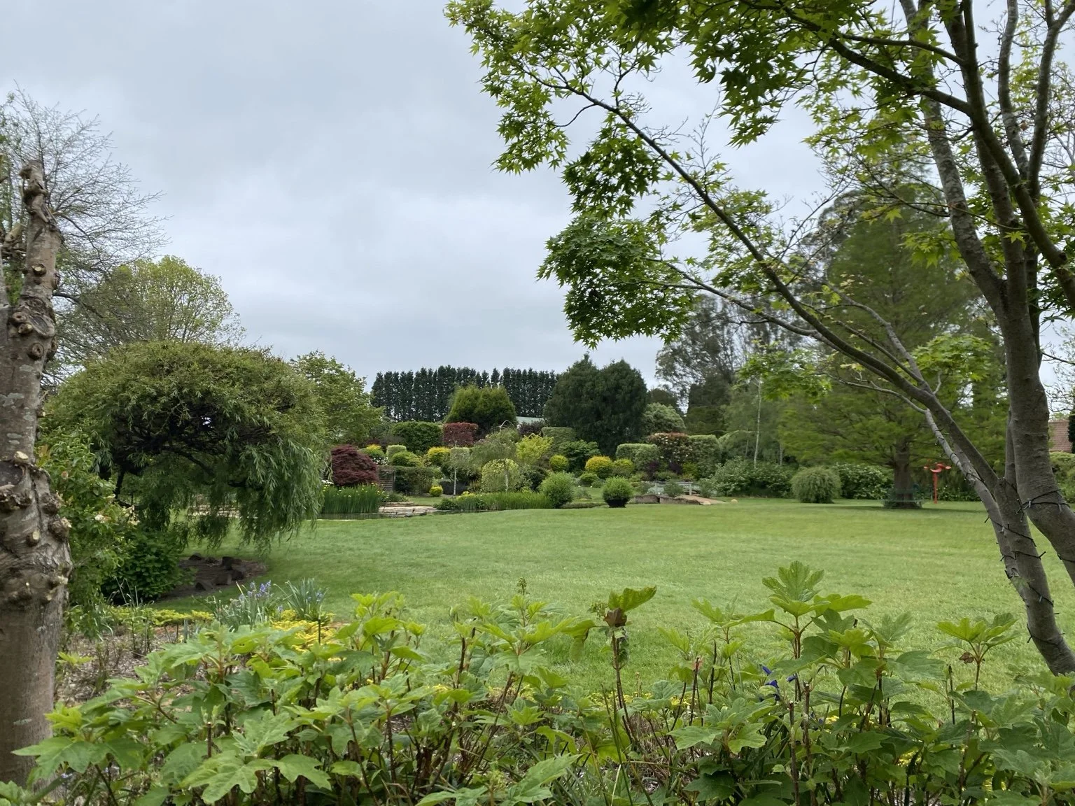 Established garden with lawn, mature trees and layered ornamental planting in the Southern Highlands