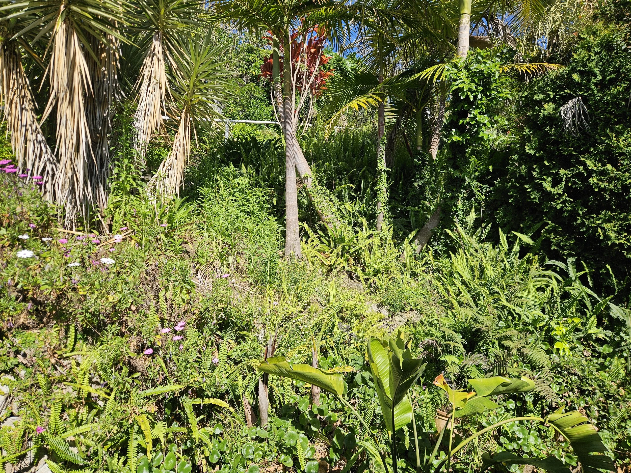 A lush tropical garden filled with various green plants, trees, and pink flowers, with a bright blue sky visible in the background.