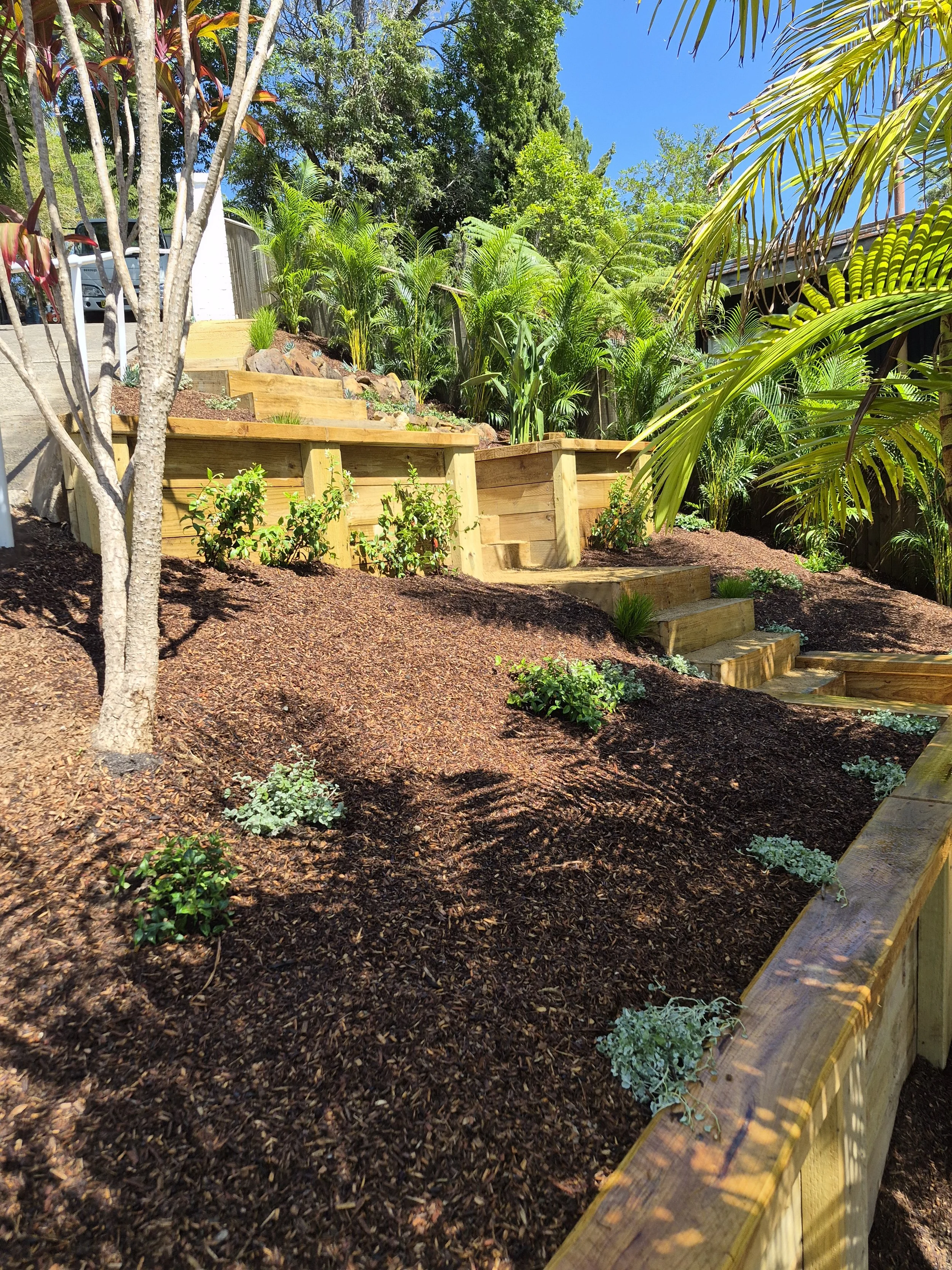 A landscaped garden with new wooden retaining walls and stairs, small green plants, and mulch ground cover. Tall trees and lush green foliage are in the background under a clear blue sky.