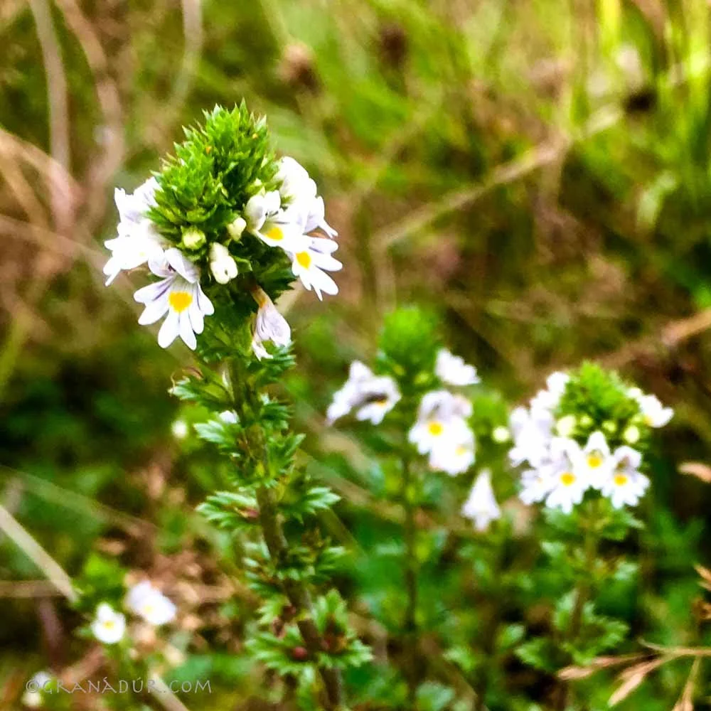 Eyebright