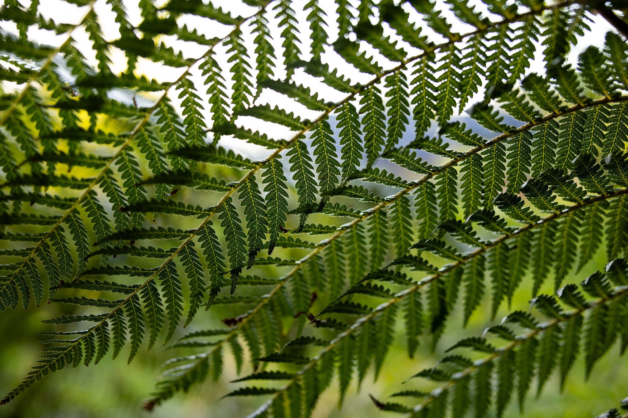 Decolonising Plant Medicine