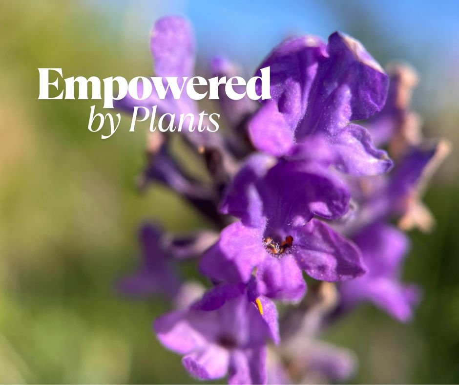 How To Make Herbal Oils Workshop